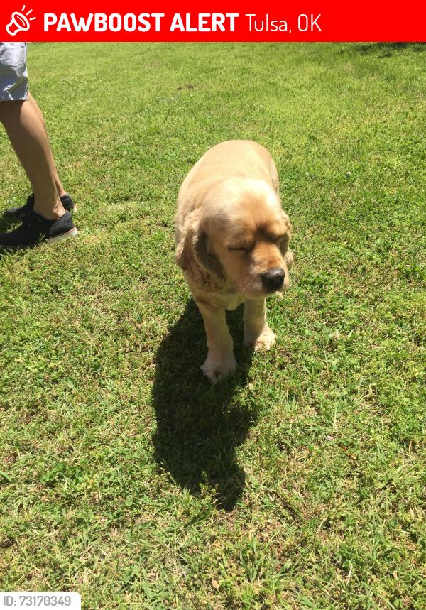 Lost Female Dog last seen 2nd and Harvars, Tulsa, OK 74112