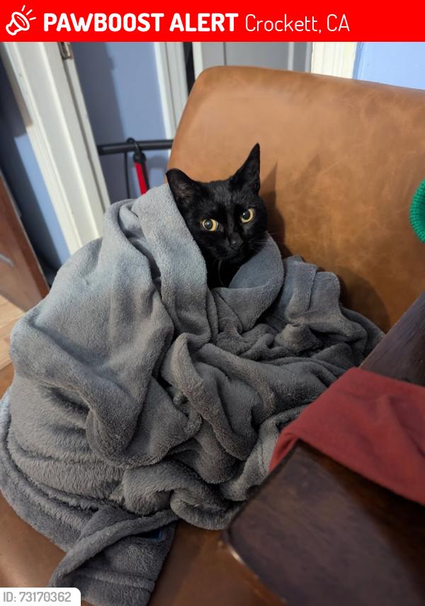 Lost Female Cat last seen Near Pomona st, Crockett, CA 94525