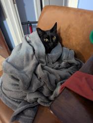 Lost Female Cat last seen Near Pomona st, Crockett, CA 94525