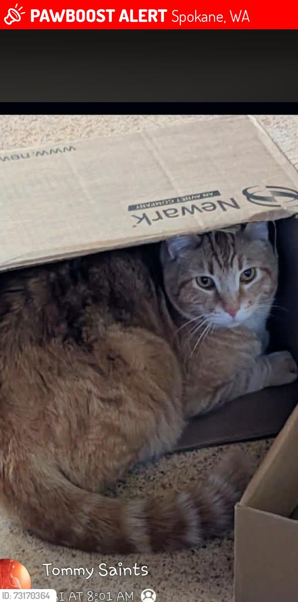Lost Male Cat last seen N adams st and Heroy, Spokane, WA 99205