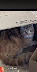 Lost Male Cat last seen N adams st and Heroy, Spokane, WA 99205