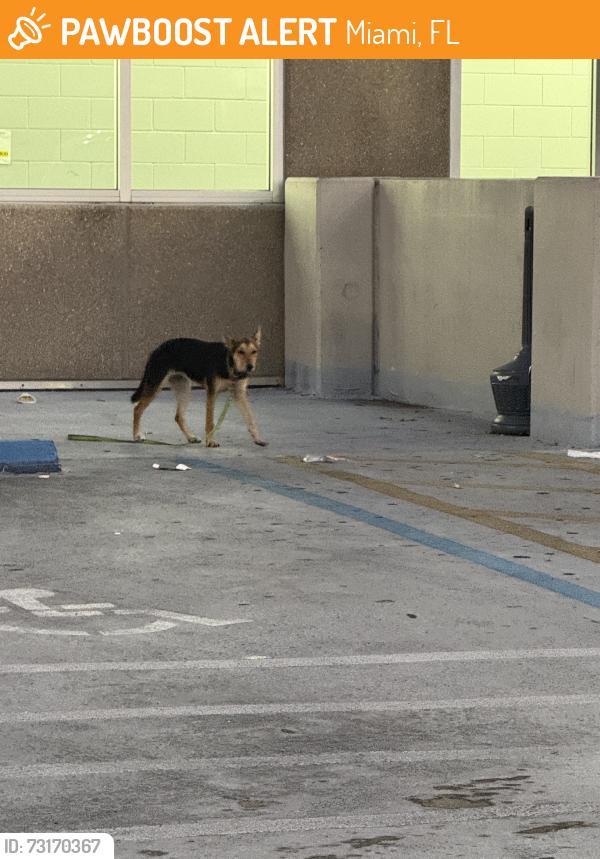 Found/Stray Female Dog last seen En el parqueo del Walamrt, Miami, FL 33189