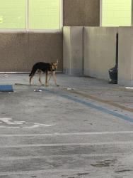 Found/Stray Female Dog last seen En el parqueo del Walamrt, Miami, FL 33189