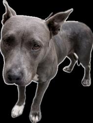 Shelter Stray Female Dog last seen , 3201 Lacy St, Los Angeles, CA 90031, USA