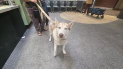 Shelter Stray Male Dog last seen , 3201 Lacy St, Los Angeles, CA 90031, USA