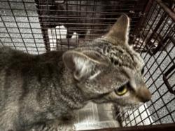 Shelter Stray Unknown Cat last seen , 3201 Lacy St, Los Angeles, CA 90031, USA