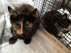 Shelter Stray Female Cat last seen , 3201 Lacy St, Los Angeles, CA 90031, USA