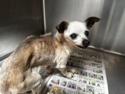 Shelter Stray Female Dog last seen , 3201 Lacy St, Los Angeles, CA 90031, USA