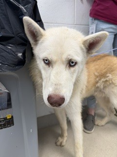 Shelter Stray Male Dog last seen ALAMANCE COUNTY, 221 Stone Quarry Rd, Burlington, NC 27217, USA