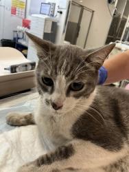Shelter Stray Male Cat last seen Near BLK E 11TH ST, LONG BEACH CA, 90804, 7700 E Spring St, Long Beach, CA 90815, USA