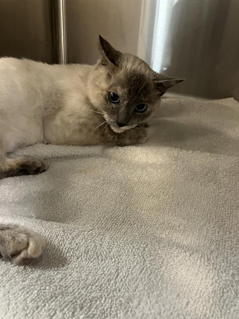 Shelter Stray Unknown Cat last seen Near BLK RANSOM ST, LONG BEACH CA, 90804, 7700 E Spring St, Long Beach, CA 90815, USA