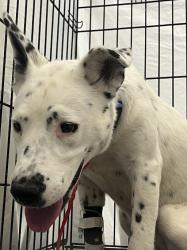 Shelter Stray Female Dog last seen , 655 N Mojave Rd, Las Vegas, NV 89101, USA