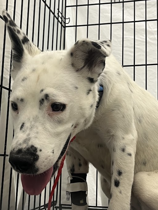 Shelter Stray Female Dog last seen , 655 N Mojave Rd, Las Vegas, NV 89101, USA