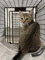 Shelter Stray Unknown Cat last seen Near BLOCK W PALM DR, MARGATE FL 33063, 2400 SW 42nd St, Fort Lauderdale, FL 33312, USA