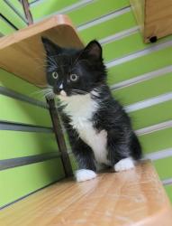 Shelter Stray Female Cat last seen ST CHARLES CO, 4850 Mid Rivers Mall Dr, St Peters, MO 63376, USA