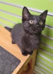 Shelter Stray Female Cat last seen ST CHARLES CO, 4850 Mid Rivers Mall Dr, St Peters, MO 63376, USA