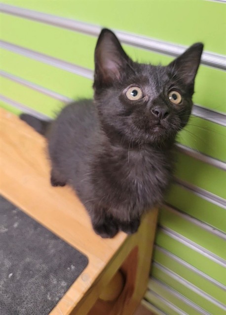 Shelter Stray Female Cat last seen ST CHARLES CO, 4850 Mid Rivers Mall Dr, St Peters, MO 63376, USA