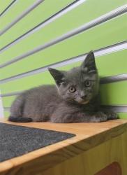 Shelter Stray Male Cat last seen WENTZVILLE, 4850 Mid Rivers Mall Dr, St Peters, MO 63376, USA
