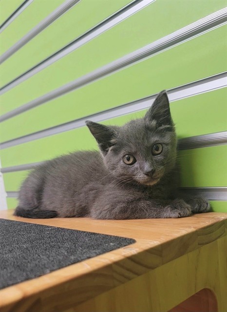 Shelter Stray Male Cat last seen WENTZVILLE, 4850 Mid Rivers Mall Dr, St Peters, MO 63376, USA
