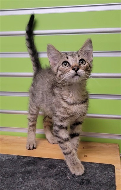 Shelter Stray Male Cat last seen ST CHARLES CO, 4850 Mid Rivers Mall Dr, St Peters, MO 63376, USA