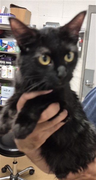 Shelter Stray Female Cat last seen OFALLON, 4850 Mid Rivers Mall Dr, St Peters, MO 63376, USA