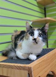 Shelter Stray Female Cat last seen ST CHARLES CO, 4850 Mid Rivers Mall Dr, St Peters, MO 63376, USA