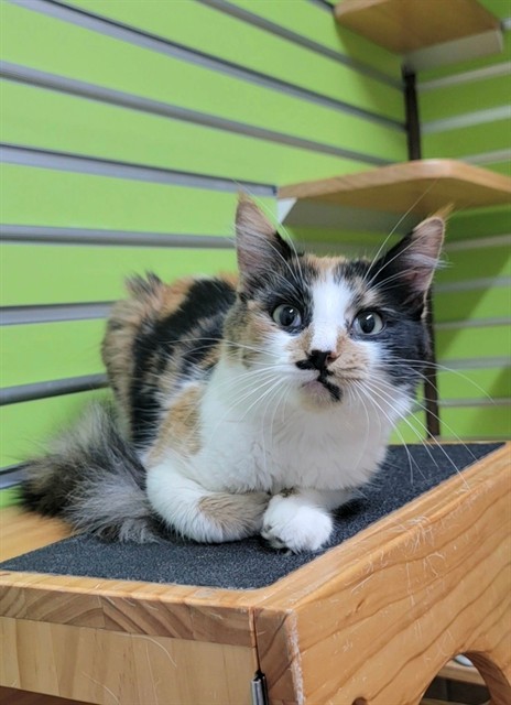 Shelter Stray Female Cat last seen ST CHARLES CO, 4850 Mid Rivers Mall Dr, St Peters, MO 63376, USA