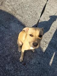 Shelter Stray Female Dog last seen ROBERT E LEE, 4710 TX-151, San Antonio, TX 78227, USA