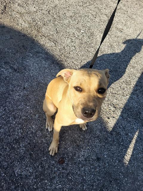 Shelter Stray Female Dog last seen ROBERT E LEE, 4710 TX-151, San Antonio, TX 78227, USA