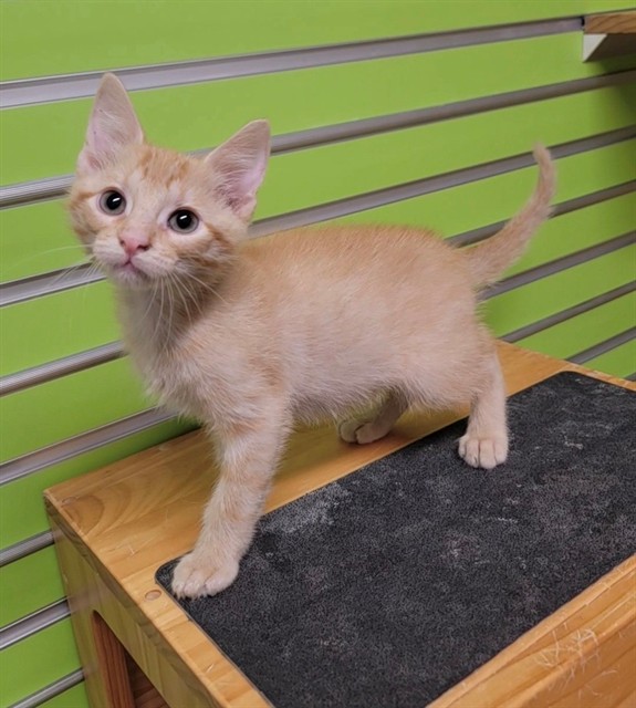 Shelter Stray Male Cat last seen ST CHARLES CO, 4850 Mid Rivers Mall Dr, St Peters, MO 63376, USA