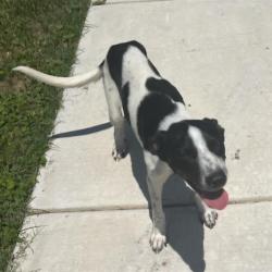 Shelter Stray Female Dog last seen CATO, 4710 TX-151, San Antonio, TX 78227, USA