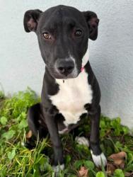 Reunited Female Dog last seen Pier St area in Clermont, Clermont, FL 34711
