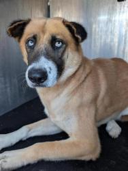 Shelter Stray Male Dog last seen Near BLOCK E HOUSTON, 4710 TX-151, San Antonio, TX 78227, USA