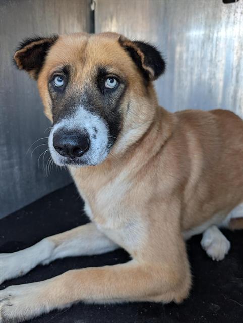 Shelter Stray Male Dog last seen Near BLOCK E HOUSTON, 4710 TX-151, San Antonio, TX 78227, USA