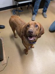 Shelter Stray Female Dog last seen WENTZVILLE, 4850 Mid Rivers Mall Dr, St Peters, MO 63376, USA