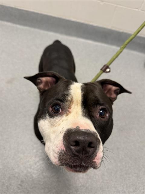 Shelter Stray Male Dog last seen Near, 2600 S Harding St, Indianapolis, IN 46221, USA