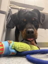 Shelter Stray Female Dog last seen Near, 2600 S Harding St, Indianapolis, IN 46221, USA