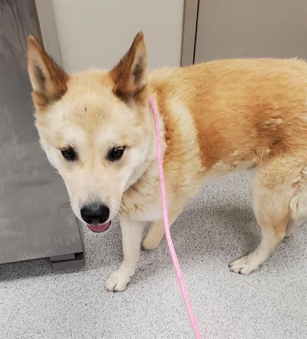 Shelter Stray Male Dog last seen WHITELOCK PKWY / FRANKLIN HIGH RD, 9150 Union Park Way, Elk Grove, CA 95624, USA