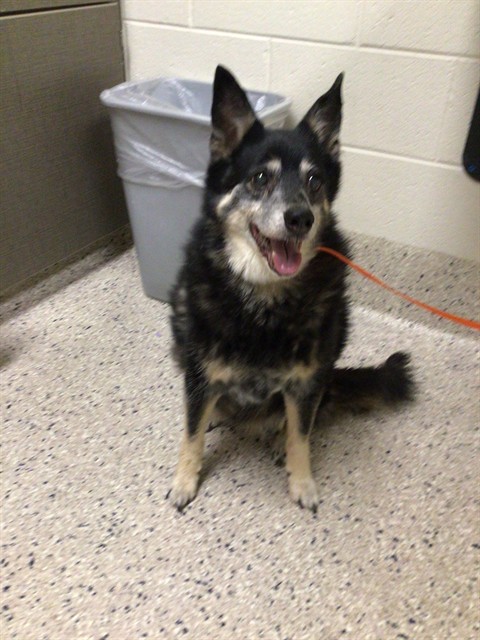 Shelter Stray Female Dog last seen S 5TH AVE AND SKEEL ST, 12155 Park Blvd, Brighton, CO 80601, USA