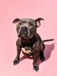 Shelter Stray Female Dog last seen Near BLOCK W 13TH ST, 2020 Forest St, Jacksonville, FL 32204, USA