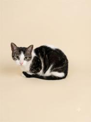Shelter Stray Female Cat last seen JACKSONVILLE, 2020 Forest St, Jacksonville, FL 32204, USA