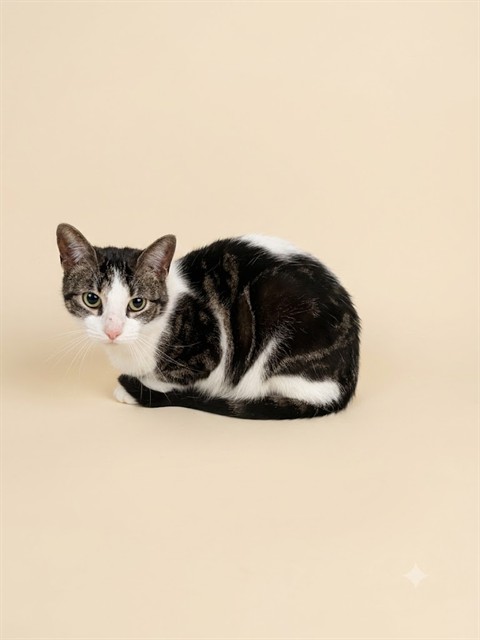 Shelter Stray Female Cat last seen JACKSONVILLE, 2020 Forest St, Jacksonville, FL 32204, USA