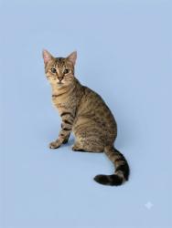 Shelter Stray Female Cat last seen JACKSONVILLE, 2020 Forest St, Jacksonville, FL 32204, USA