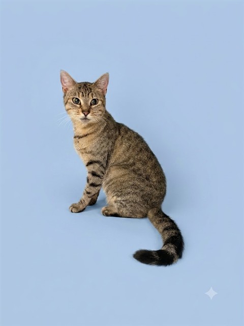 Shelter Stray Female Cat last seen JACKSONVILLE, 2020 Forest St, Jacksonville, FL 32204, USA