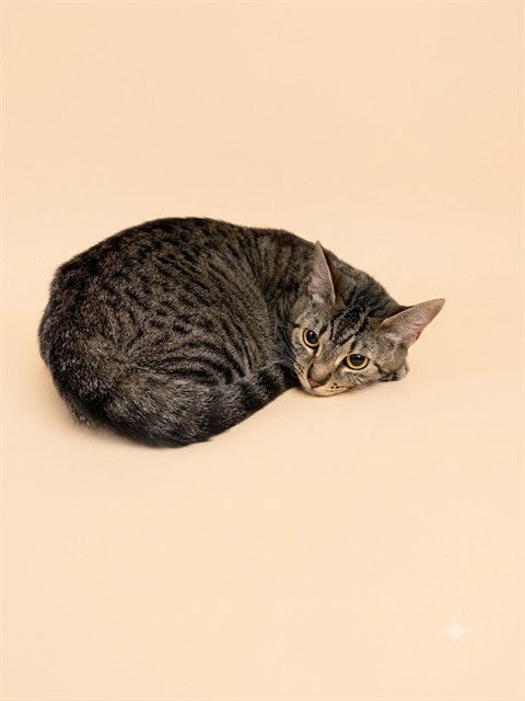 Shelter Stray Female Cat last seen JACKSONVILLE, 2020 Forest St, Jacksonville, FL 32204, USA