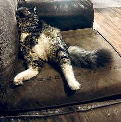 Lost Male Cat last seen Girard Avenue, Minneapolis, MN 55411