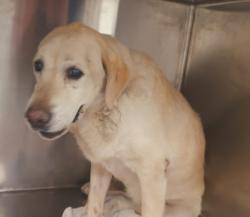 Shelter Stray Female Dog last seen , 1850 W 60th St, Los Angeles, CA 90047, USA