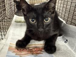 Shelter Stray Unknown Cat last seen , 14409 Vanowen St, Van Nuys, CA 91405, USA