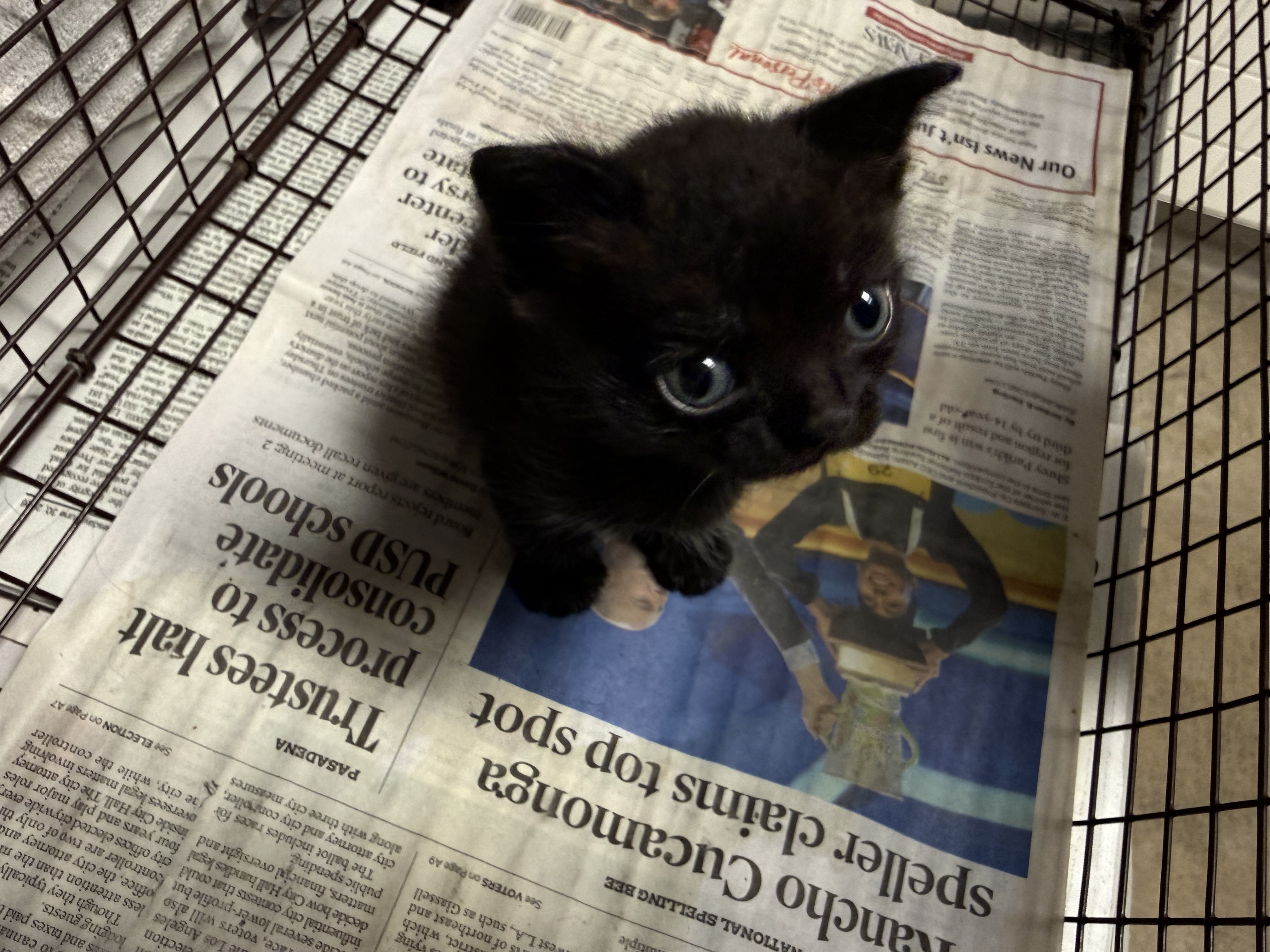 Shelter Stray Unknown Cat last seen , 14409 Vanowen St, Van Nuys, CA 91405, USA