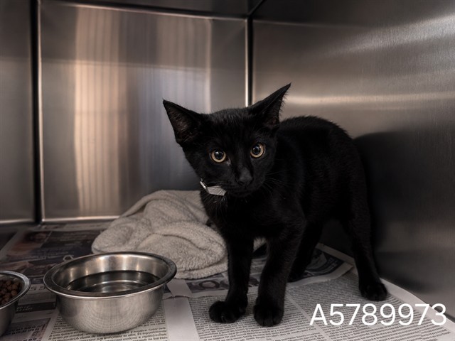 Shelter Stray Male Cat last seen , 38550 Sierra Hwy, Palmdale, CA 93550, USA